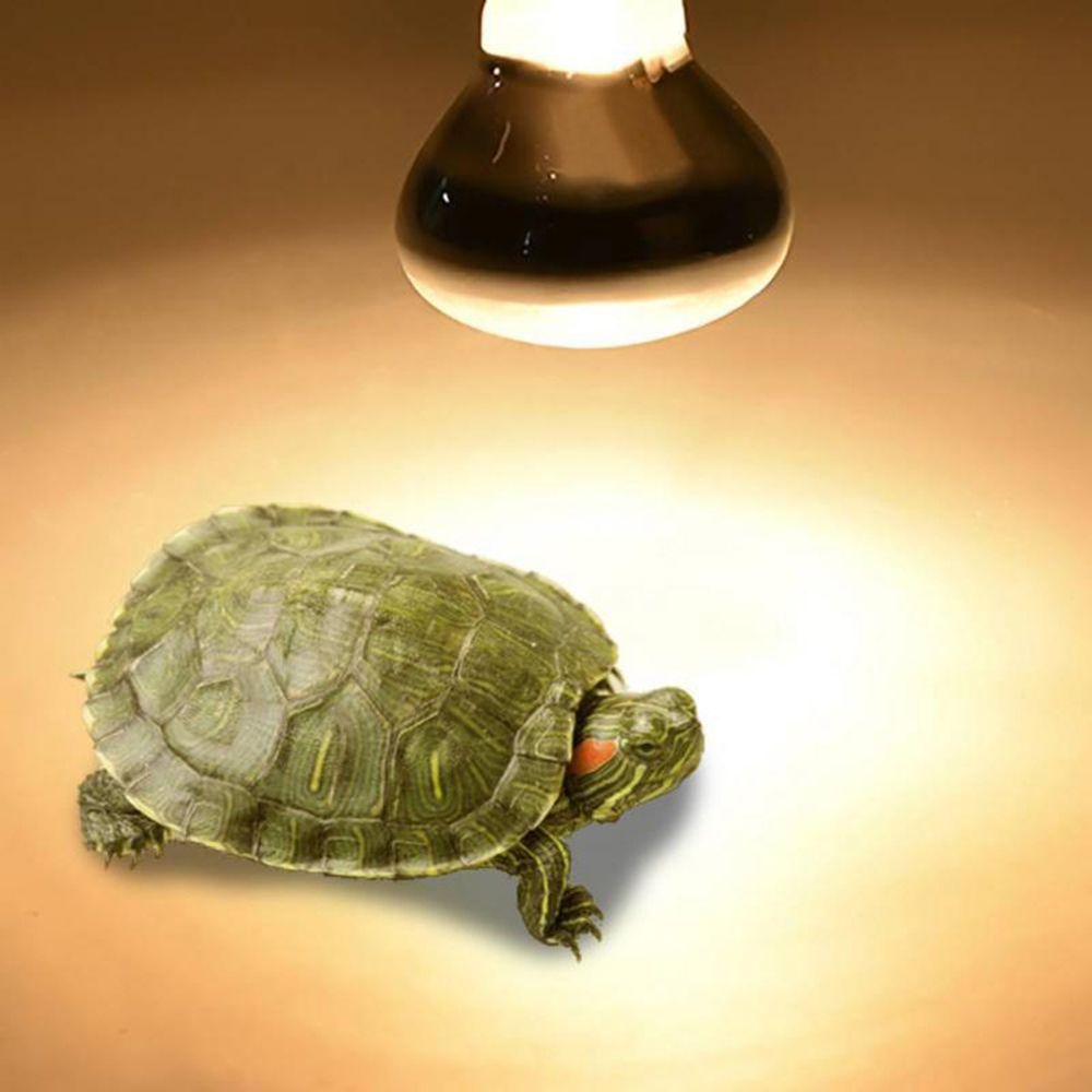 Lampu Pemanas Kura-kura, Lampu - Basking Bulb Halogen ulasan dan harga